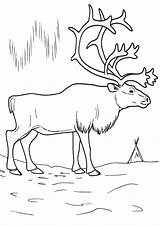 Arctic Coloring Pages sketch template