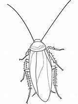 Cockroach Coloring Insect Mosquito Pages Colouring Printable Sheet Getcolorings Ant Coloringsky Pa sketch template