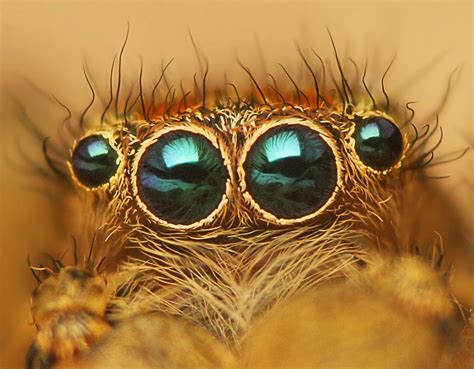spider eyes     eyes   spider