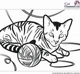 Coloring Cat Pages Tabby Cats Realistic Girl Fat Calico Printable Colouring Color Kitty Yarn Ball Getcolorings Print Butterfly Cute Anime sketch template