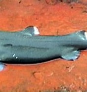 Afbeeldingsresultaten voor "centroscyllium Nigrum". Grootte: 176 x 134. Bron: www.sharkwater.com