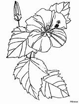 Coloring Hibiscus Flowers Pages sketch template