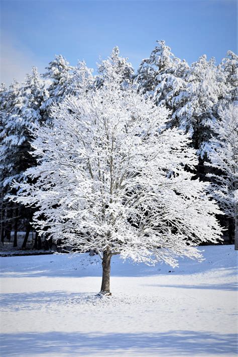 images tree nature branch blossom snow cold sky frost