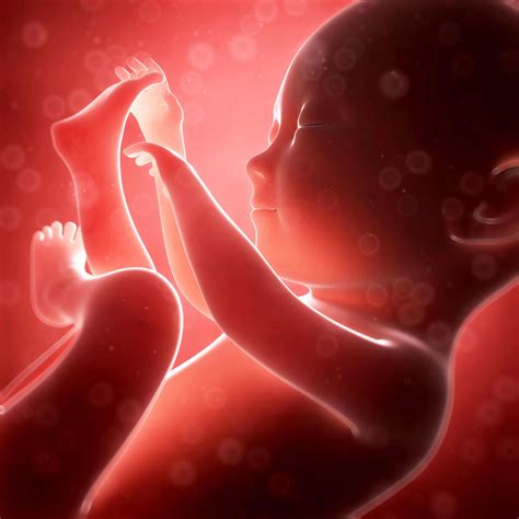 babys alertness   womb