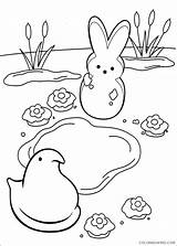 Coloring Peeps Pages Marshmallow Printable Coloring4free Easter Color Kids Book Preschool Bunny Related Posts Print Getdrawings Getcolorings Marshmallows Sheets Hopscotch sketch template