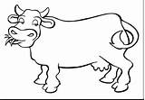 Cow Coloring Head Printable Getcolorings sketch template