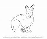 Hare Arctic Coloring Artic Getcolorings Printable Pages Clipart Getdrawings sketch template