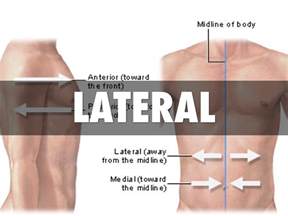 anatomy terms  erin pennington