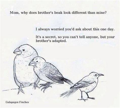 Funny Finch Evolution Joke Biology Jokes Nerd Humor