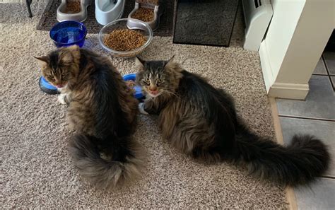 yum two maine coon kittens
