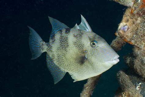 grey triggerfish balistes capriscus photograph  andrew  martinez