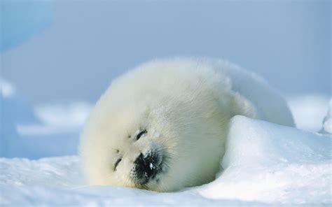 puppy cute fur snow winter sleeping animals seal baby