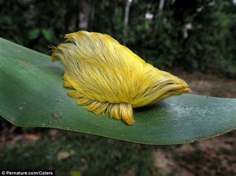 Caterpillar That Looks Just Like Property Mogul Donald