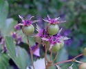 Afbeeldingsresultaten voor "dorataspis Macracantha". Grootte: 125 x 100. Bron: gobotany.nativeplanttrust.org