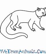 Binturong Mammals sketch template