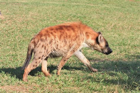 spotted hyena  stock photo public domain pictures