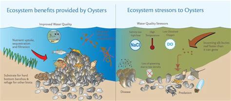 New York Water Conservation Project To Enthrone Oysters