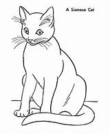Cat Siamese Coloring Pages Colouring Printable sketch template