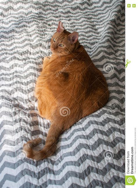 Fat Orange Tabby Cat Laying Down In Natural Light Stock