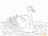 Swan Coloring Pages Cygnet Cygnets Babies Printable Mute Color Swans Drawing Baby Drawings Pond Birds sketch template