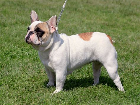 franzoesische bulldogge begleithund haustierratgeber