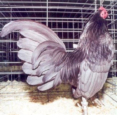 Bantam Chickens For Sale Cackle Hatchery