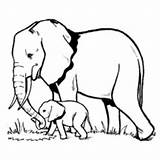 Elephant Coloring Baby Elephants Kids Pages Grass Color Fresh Looking Print Drawing Children Netart Animal African Printable Para Animals Family sketch template