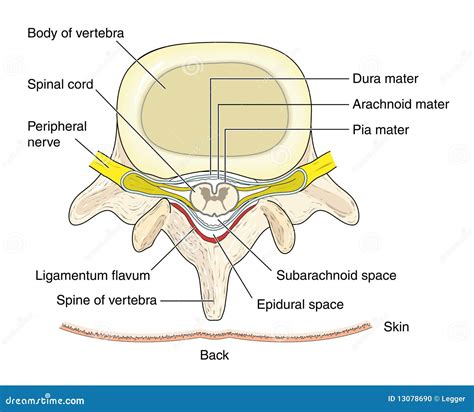 wirbel vektor abbildung illustration von spinal medizinisch
