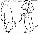 Coloring Pages Dachshund Bichon Dog Frise Printable Wiener Stencil Silhouette Getcolorings Getdrawings Rescue Weiner Paris Dogs Colorings Color sketch template