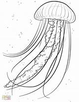 Medusa Jellyfish Meduse Disegnidacolorare Drawn Ius sketch template