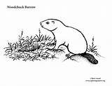 Burrow Woodchuck Coloring sketch template