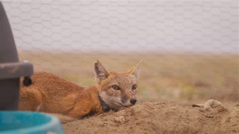 tribes   year swift fox reintroduction  fort belknap