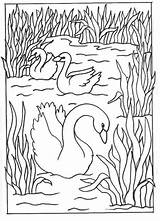 Cisnes Pintar sketch template