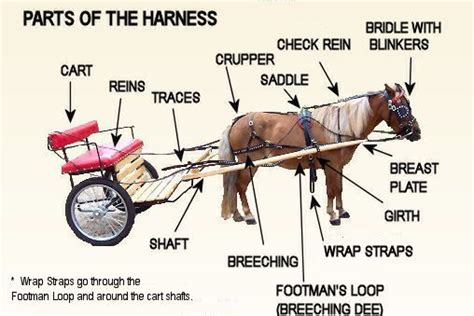 harness pieces parts  harness driving bridle horse tack horse harness horses mini horse