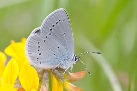image result  blue moths animal  scotland moth nature inspiration