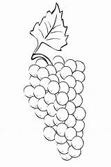 Bunch Grapes Sheet Coloring Template Pages sketch template