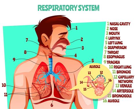 introduction  respiratory system nursing lecture