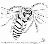 Hornet Drawing Giant Revival Insects Getdrawings Drawings sketch template