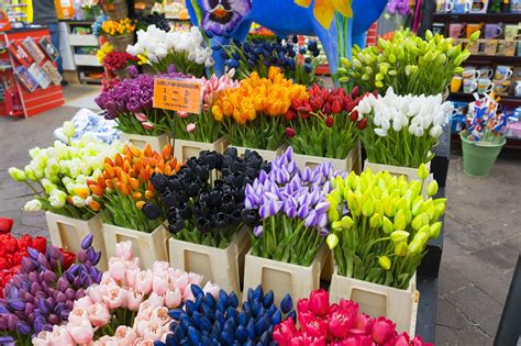 bloemenmarkt visit  worlds  floating flower market  guides