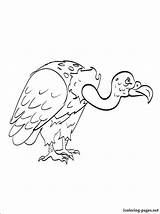 Vulture Coloring Pages Color Print Preschool Getcolorings King Printable Kindergarten Animals sketch template