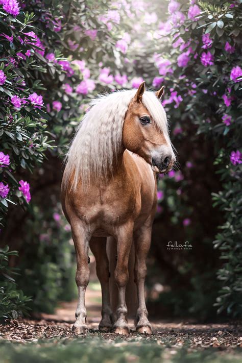 haflinger im rhododendrontraum fotografie  cavalli cavalli