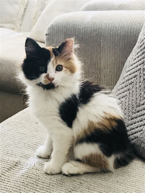 fluffy adorable slightly psycho calico baby rcats
