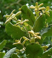 Afbeeldingsresultaten voor "conchoecia Obtusata". Grootte: 168 x 185. Bron: www.flickr.com