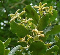 Afbeeldingsresultaten voor "conchoecia Obtusata". Grootte: 200 x 185. Bron: www.flickr.com