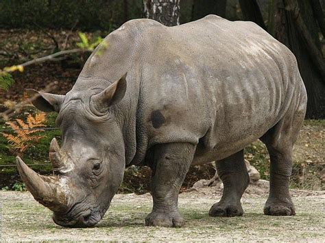 imagenes animales en alta definicion imagen rinoceronte