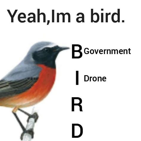 bird agency stands  rbirdsarentreal
