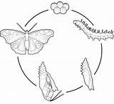 Mariposa Metamorfosis Cycle Papillon Cocon Lebenszyklus Schmetterlings Ciclo Iconos Animés Cliparts Icônes sketch template