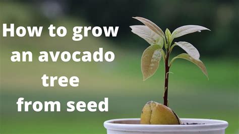 How To Grow An Avocado Tree From Seed In The Uk Water Seed Youtube