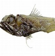 Afbeeldingsresultaten voor "hymenocephalus Italicus". Grootte: 183 x 126. Bron: fishbiosystem.ru
