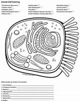 Cell Animal Coloring Worksheet Cells Key Answer Biologycorner Color Membrane Diagram Quizlet Typical Worksheets Ribosomes Pages Template Chessmuseum sketch template